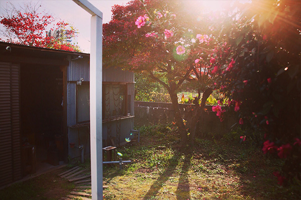 椿の奥に小屋が見える様子